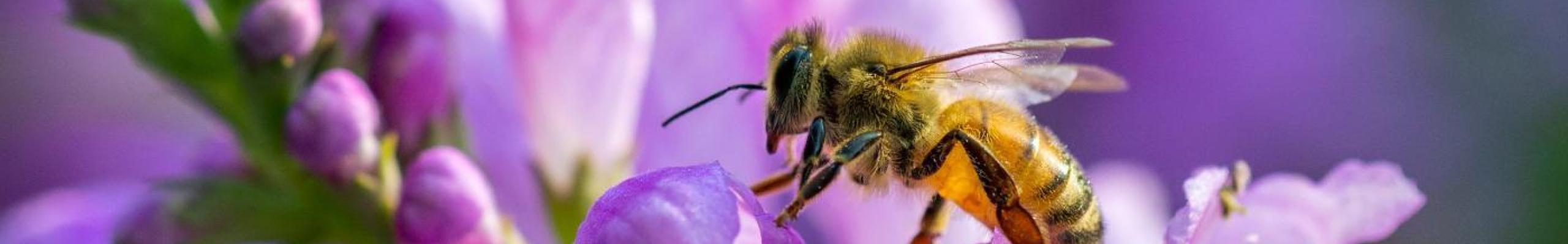 bee