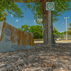 McLeod Park Baseball
