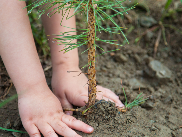 arbor day picture