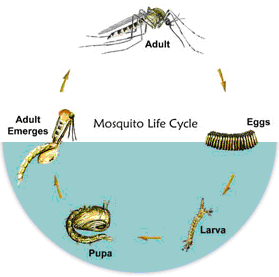 mosquito lifecycle 