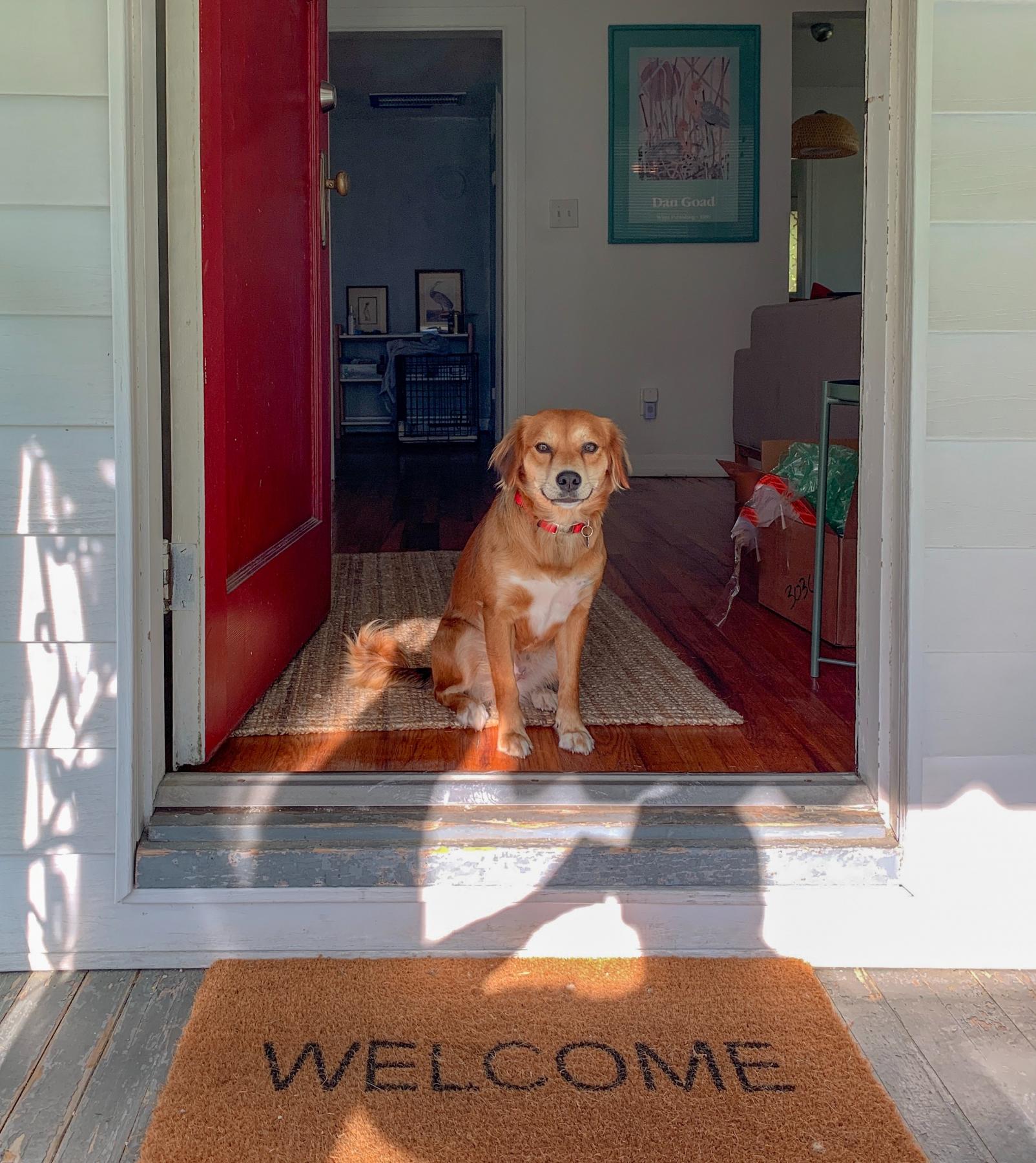 Dog